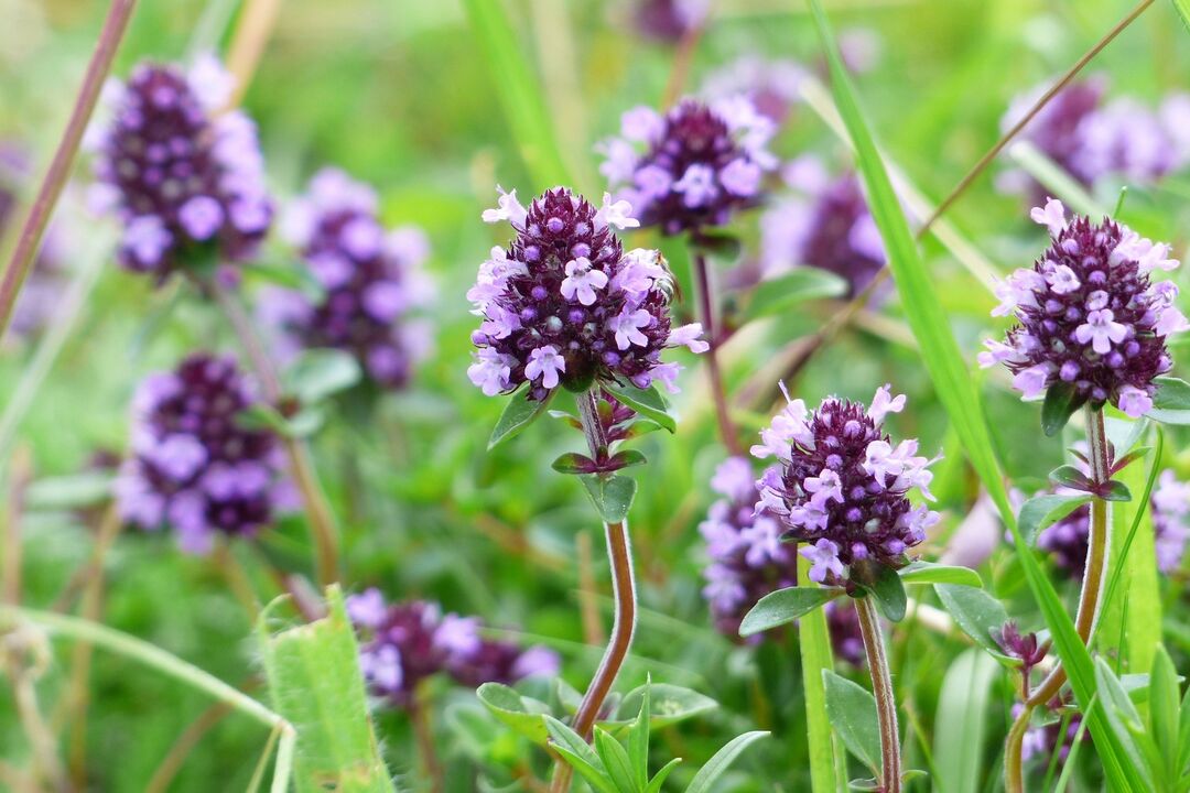 thyme in traditional medicine for male potency